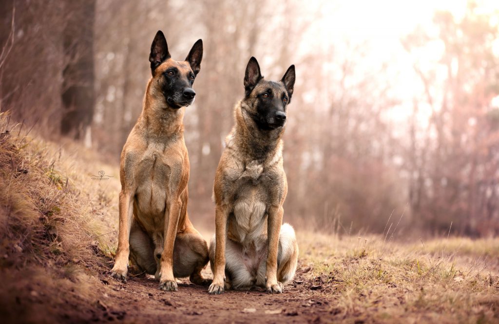 Zwei Malinois – Rüde und Hündin – geplant für die Verpaarung in der Leistungszucht.